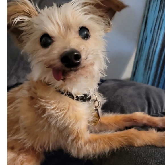 Purchases fund Rizzo's medical care - Picture 1 of 5